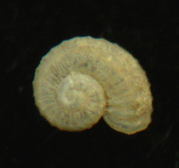 Skeneoides exilissima